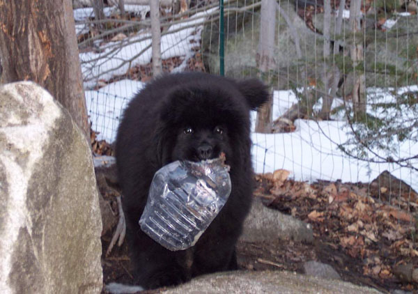 Bearbrook's Bottom's Up Bearbrook's Bottom's Up