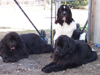 The girls
