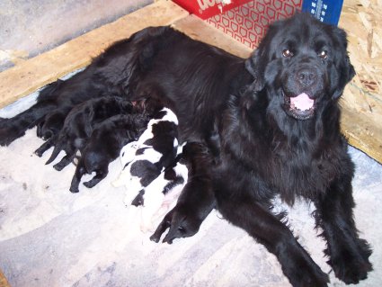 Tango litter one week