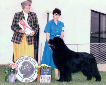 Barney II Barney II