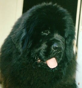 Baxter1 Baxter1