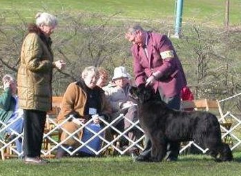 Indy at a show