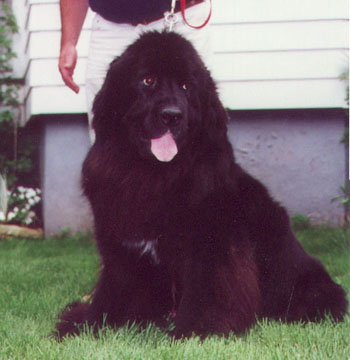 Sadie Sadie