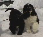 Playing in the snow with Misty!