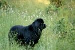 Nancy's Sydney in the meadow